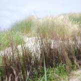 Foto langeoogbilder-011